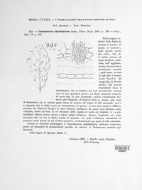 Coniothecium phyllophilum image